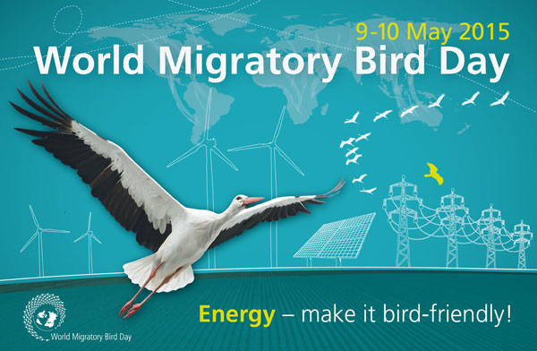 World Migratory Bird Day 2015