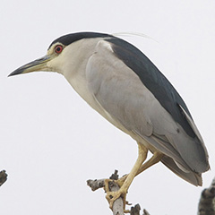 Black-crowned Night Heron by Lip Kee - Creative Commons Attribution-ShareAlike 2.0 Generic (CC BY-SA 2.0) https://www.flickr.com/photos/lipkee/4171633712