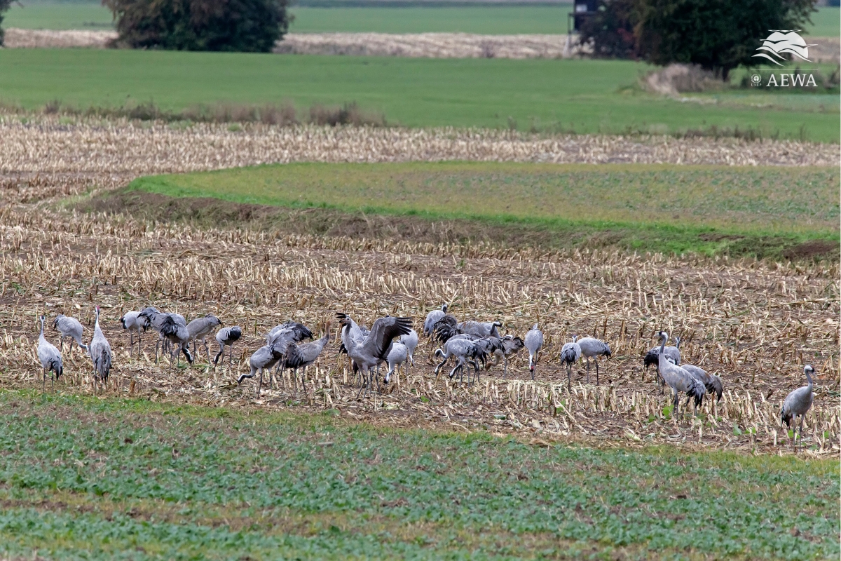 Common Cranes
