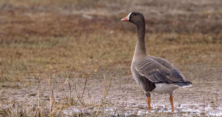 Lesser White-fronted Goose (Anser erythropus) © Jari Peltomäki